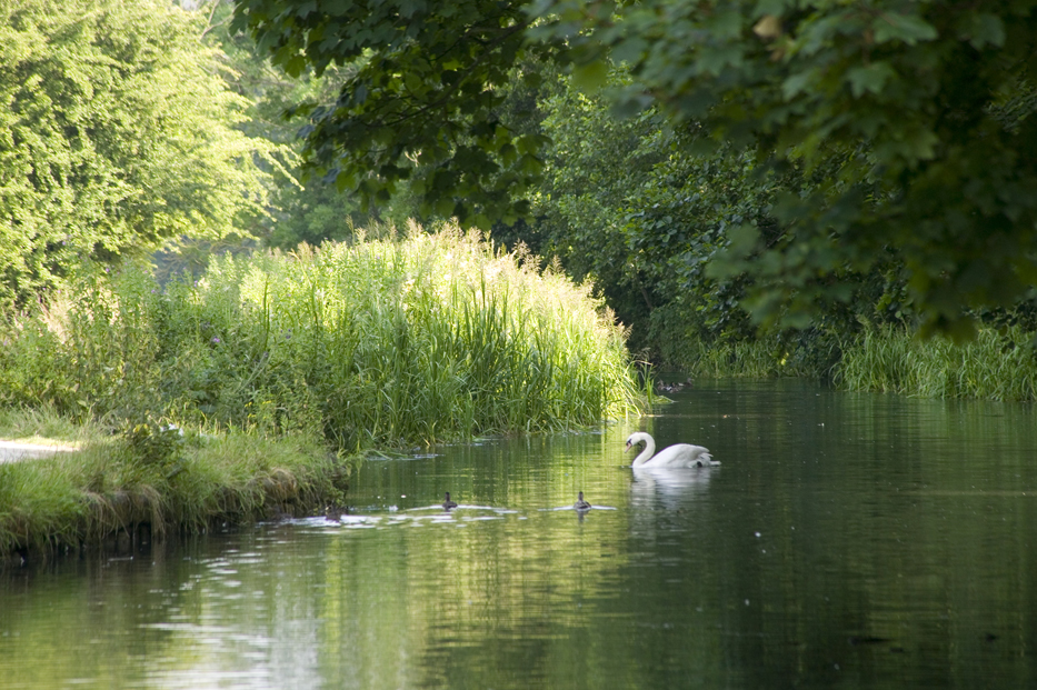 Cromford Canal with Swan