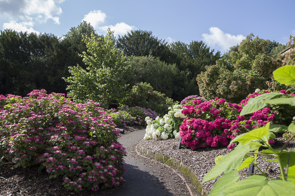 National Hydrangea Collection Darley Park