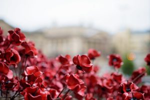 Poppies come home