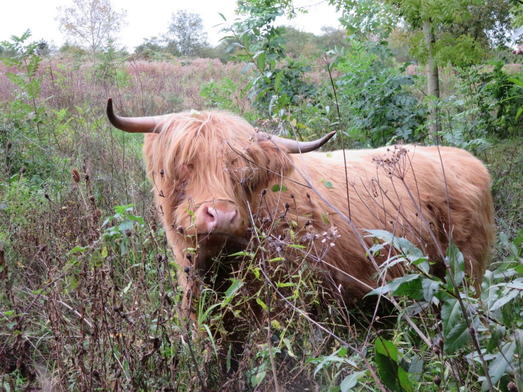 Grazing comes to town