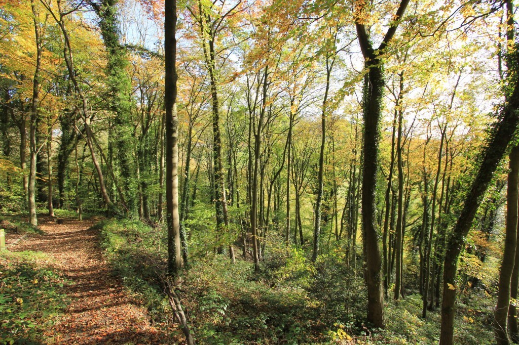 High Tor Woodland Restoration