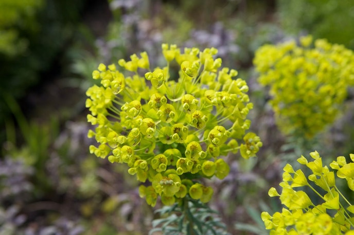 Sensory Garden