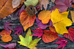 Tots Make and Do Autumn