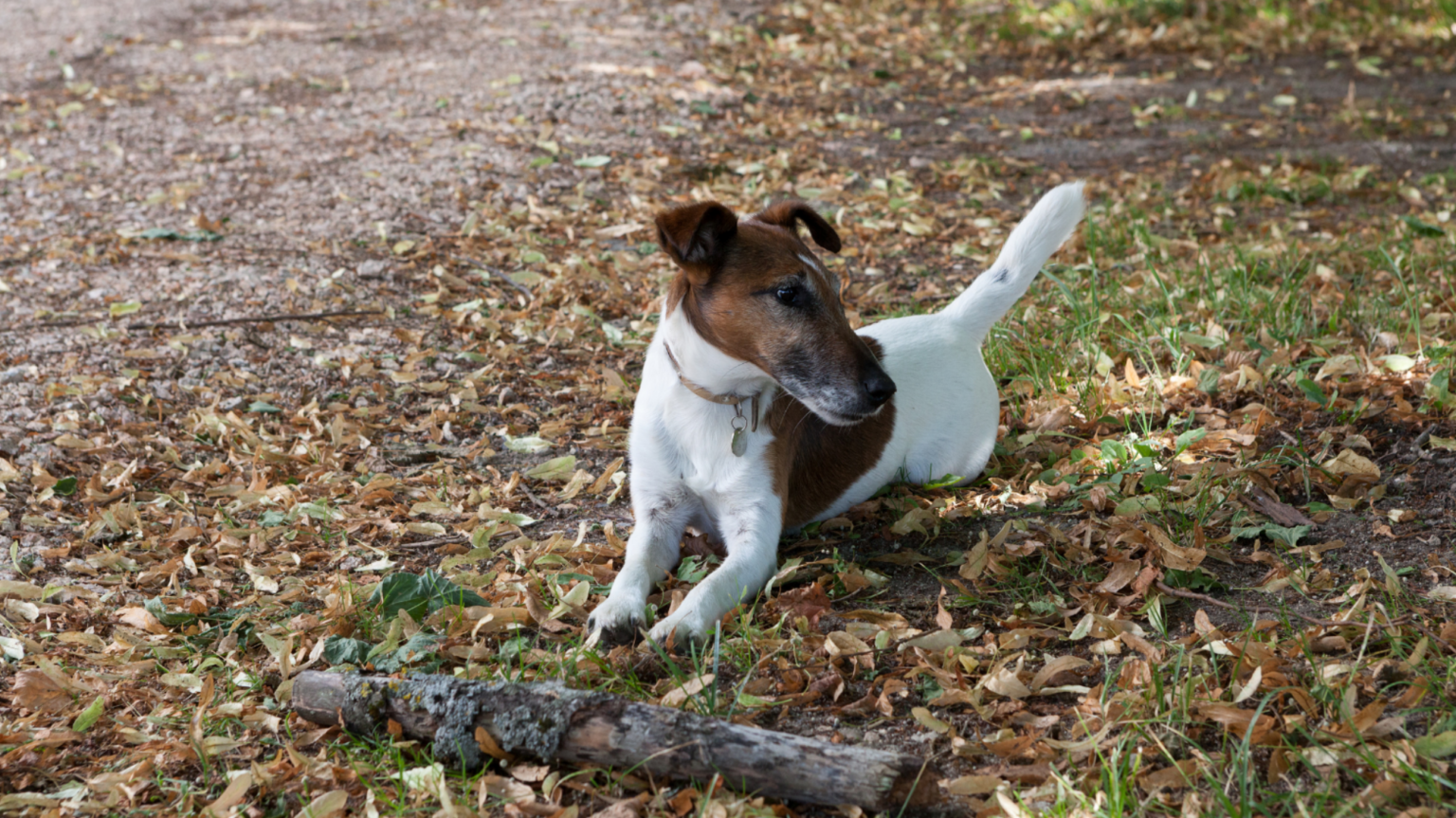 Cromford Mills Dog Show