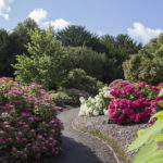 National Hydrangea Collection Darley Park