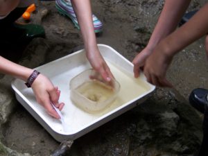 Pond dipping