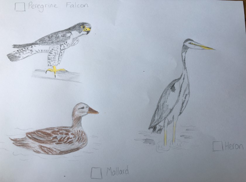 How to draw a bird - Derwent Valley Mills