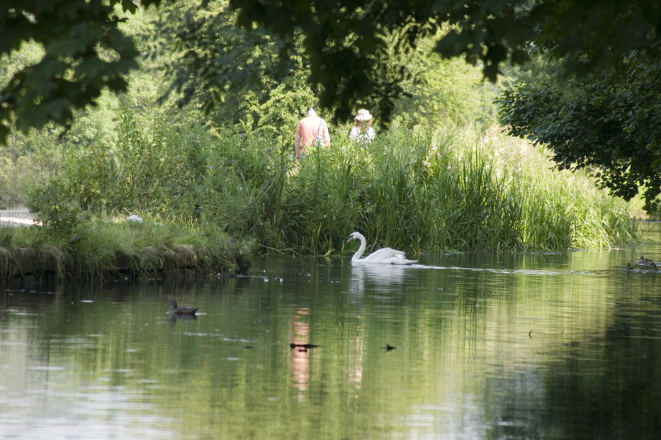 Swan on canal